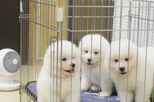 販売中の栃木県のサモエド-396141の5枚目
