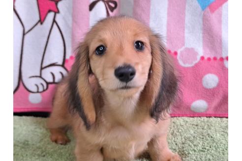 販売中の愛知県のミニチュアダックスフンド(ロングヘアード)-386409