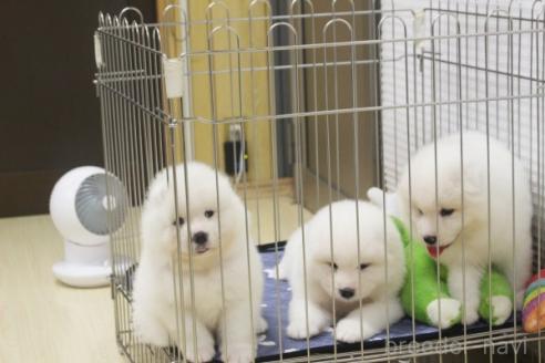 販売中の栃木県のサモエド-396147の4枚目