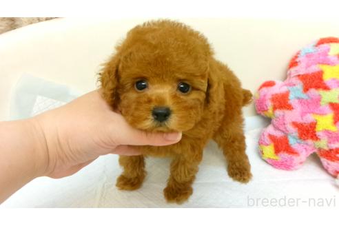 販売中の大阪府のトイプードル-396149の1枚目