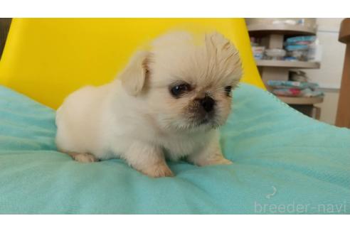 販売中の愛知県のペキニーズ-396152の3枚目