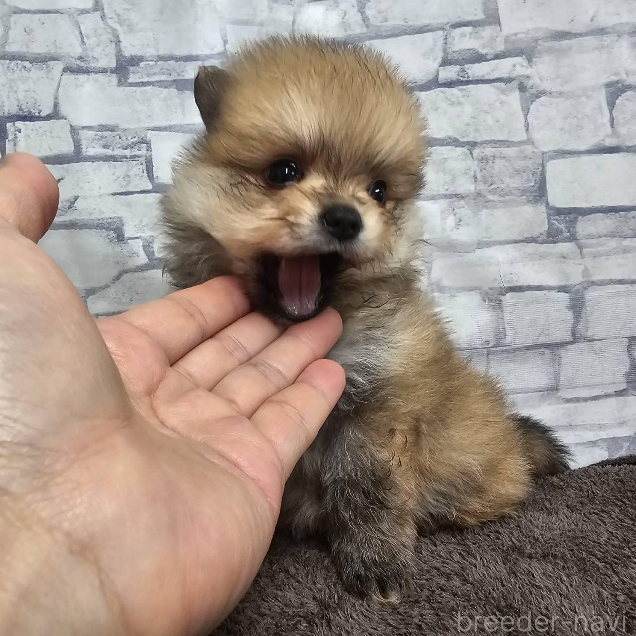 販売中の埼玉県のポメラニアン-396157の9枚目