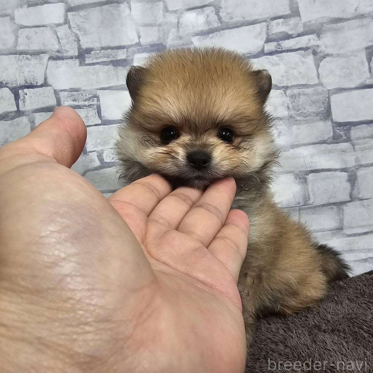 販売中の埼玉県のポメラニアン-396157の1枚目