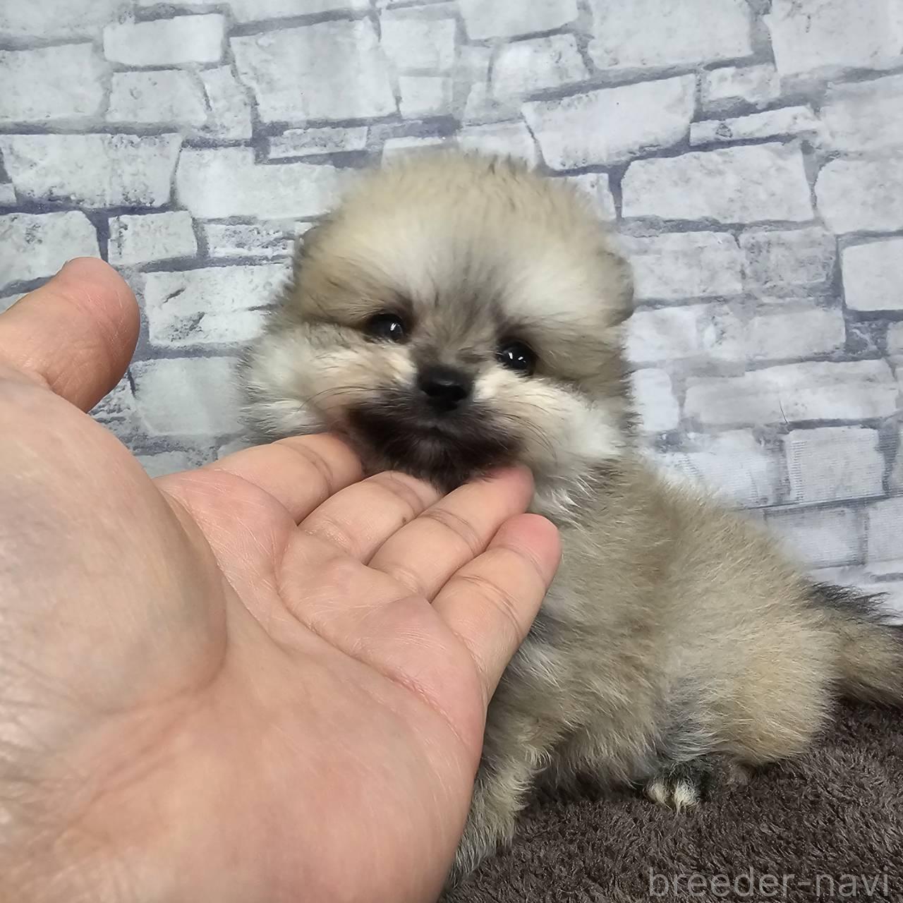販売中の埼玉県のポメラニアン-396159の4枚目