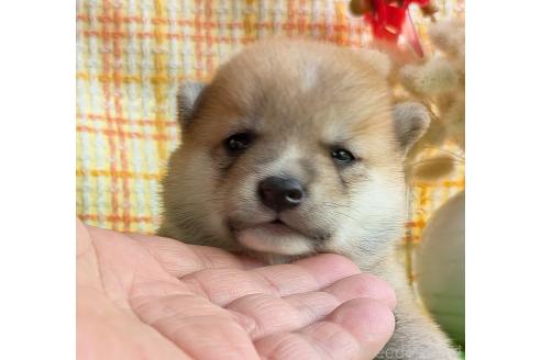 販売中の鹿児島県の豆柴-394486の5枚目