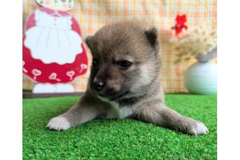 販売中の鹿児島県の豆柴-394485の5枚目