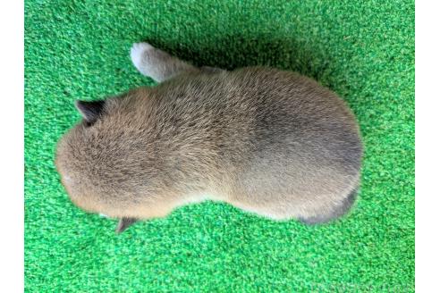 販売中の鹿児島県の豆柴-394485の4枚目