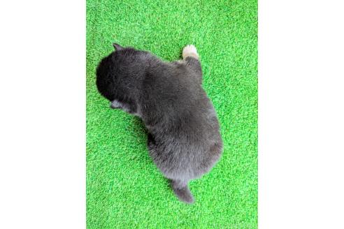 商談中の鹿児島県の豆柴-394484の2枚目