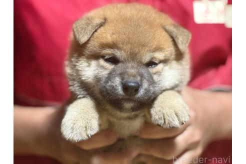 販売中の千葉県の柴犬-386552の2枚目
