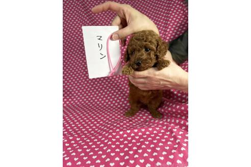 販売中の北海道のトイプードル-396199の2枚目