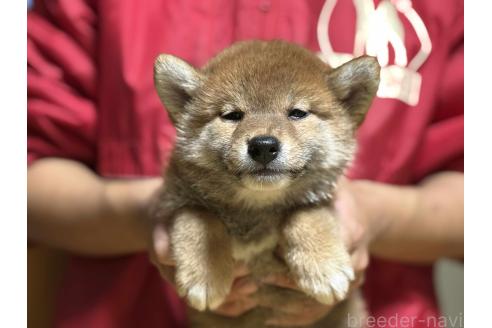 販売中の千葉県の柴犬-391892の2枚目