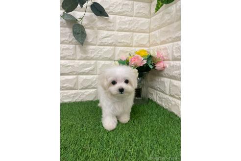 成約済の岡山県のマルプー:マルチーズ×トイプードル-391727の6枚目