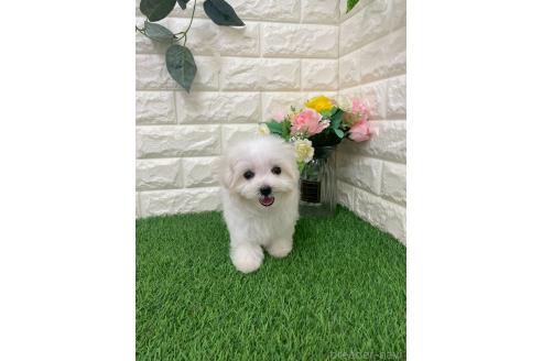 成約済の岡山県のマルプー:マルチーズ×トイプードル-391727の5枚目