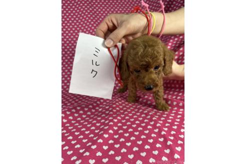 販売中の北海道のトイプードル-396207の3枚目