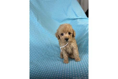 販売中の北海道のトイプードル-396209の3枚目