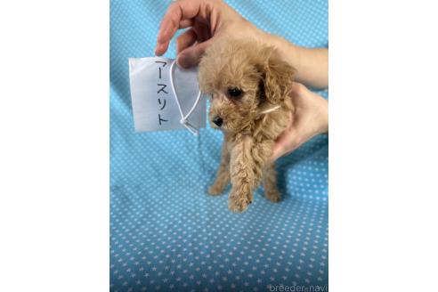 販売中の北海道のトイプードル-396209の2枚目