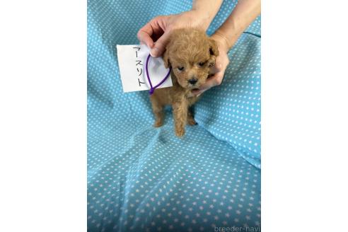 販売中の北海道のトイプードル-396210の4枚目