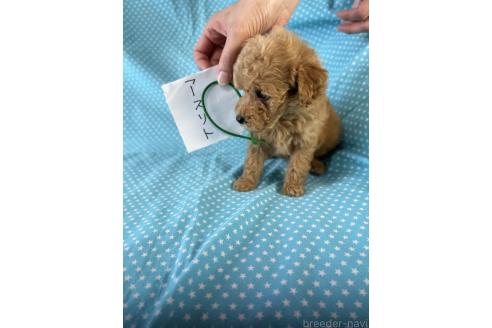 販売中の北海道のトイプードル-396211の4枚目
