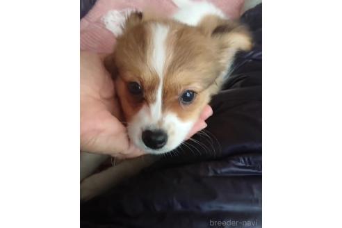 成約済の北海道のミックス犬-396224の7枚目