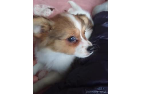 成約済の北海道のミックス犬-396224の6枚目