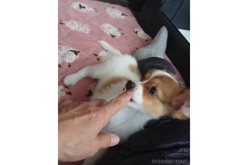 成約済の北海道のミックス犬-396224の5枚目