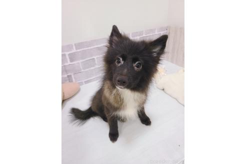販売中の東京都のミックス犬-375988の7枚目