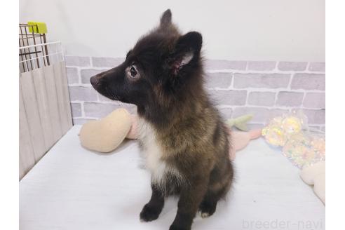 販売中の東京都のミックス犬-375988の6枚目