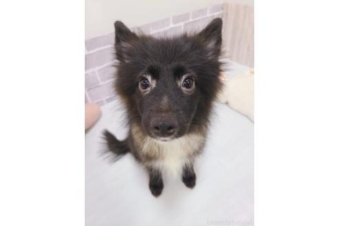 販売中の東京都のミックス犬-375988の5枚目