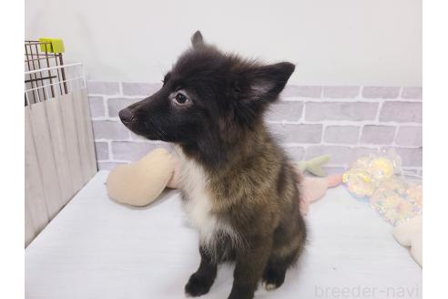 販売中の東京都のミックス犬-375988の4枚目
