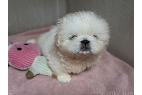 成約済の愛知県のペキニーズ-391653の9枚目