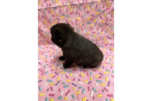 販売中の栃木県のミックス犬-396222の2枚目