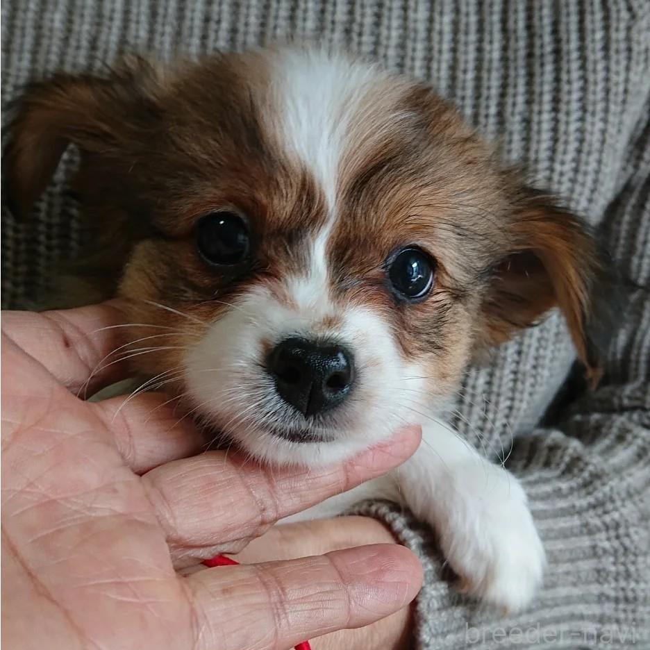 成約済の北海道のミックス犬-396224の4枚目