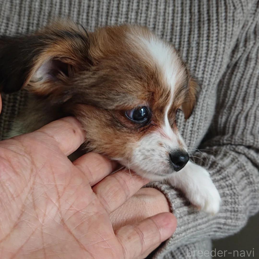 成約済の北海道のミックス犬-396224の3枚目