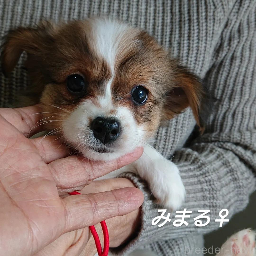 成約済の北海道のミックス犬-396224の2枚目