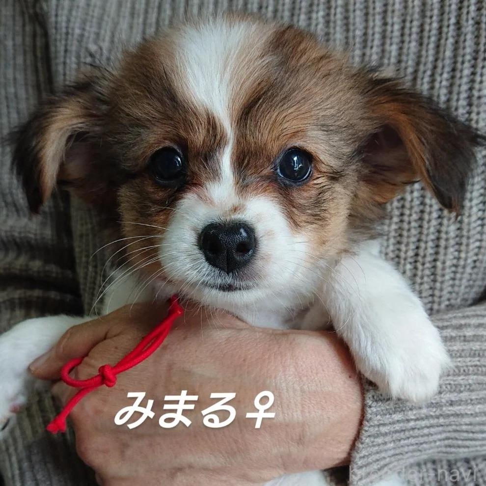 成約済の北海道のミックス犬-396224の1枚目
