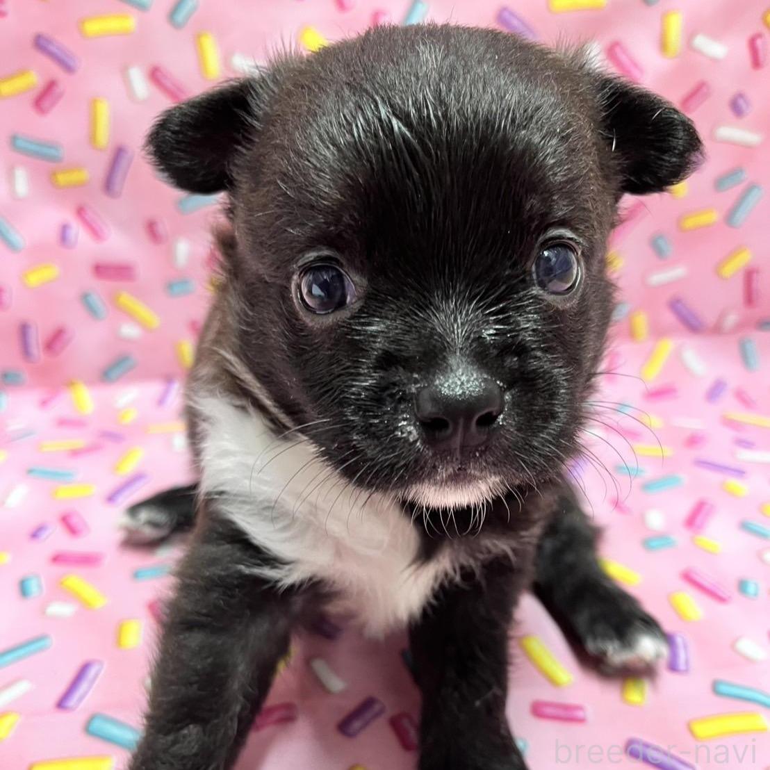 販売中の栃木県のミックス犬-396225