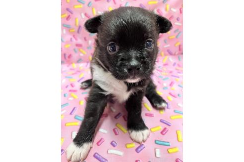 販売中の栃木県のミックス犬-396225の2枚目