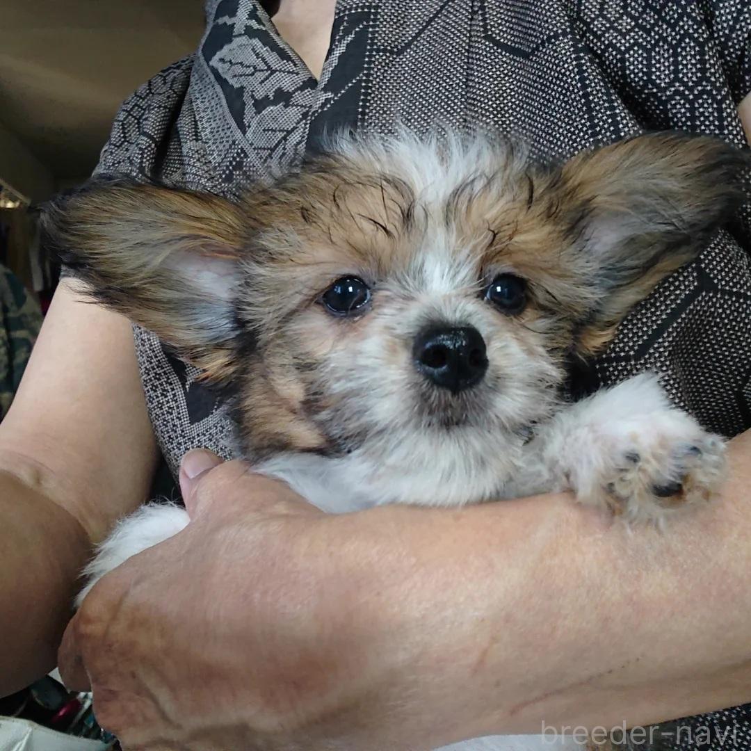 販売中の北海道のミックス犬-396236の3枚目