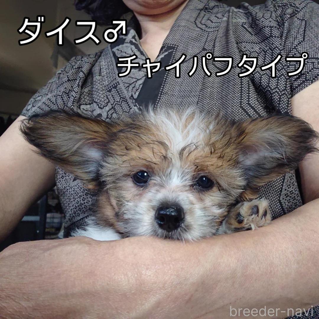 販売中の北海道のミックス犬-396236の2枚目