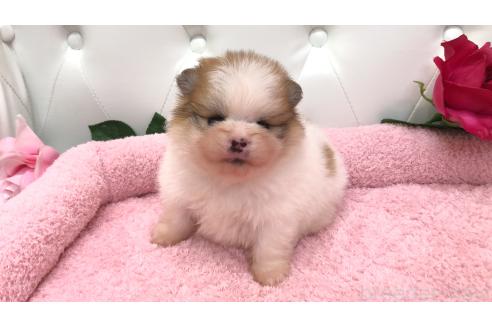 販売中の埼玉県のポメラニアン-396237の4枚目