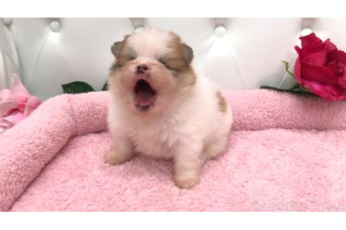 販売中の埼玉県のポメラニアン-396237の2枚目