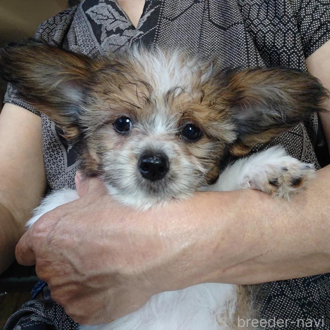 販売中の北海道のミックス犬-396236の1枚目