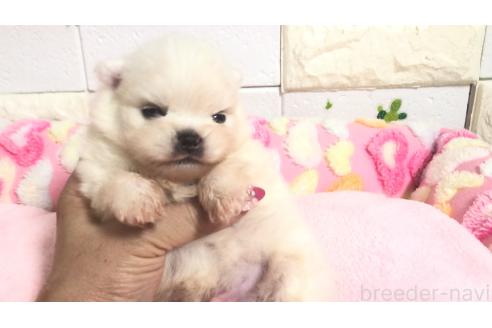 販売中の埼玉県のポメラニアン-396238の13枚目