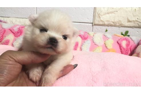 販売中の埼玉県のポメラニアン-396238の11枚目