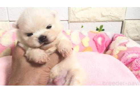 販売中の埼玉県のポメラニアン-396238の10枚目