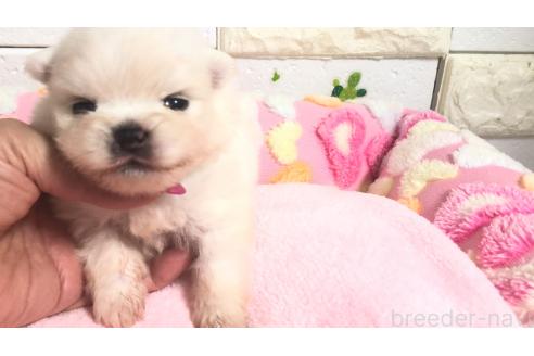販売中の埼玉県のポメラニアン-396238の6枚目