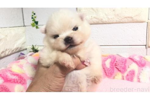 販売中の埼玉県のポメラニアン-396238の2枚目
