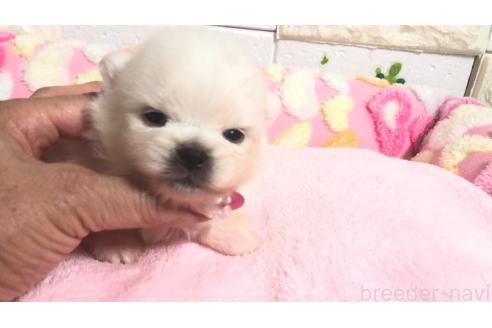 販売中の埼玉県のポメラニアン-396242の1枚目