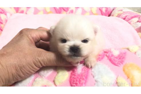 販売中の埼玉県のポメラニアン-396242の7枚目