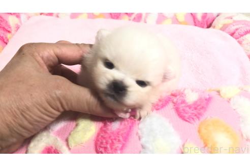 販売中の埼玉県のポメラニアン-396242の6枚目